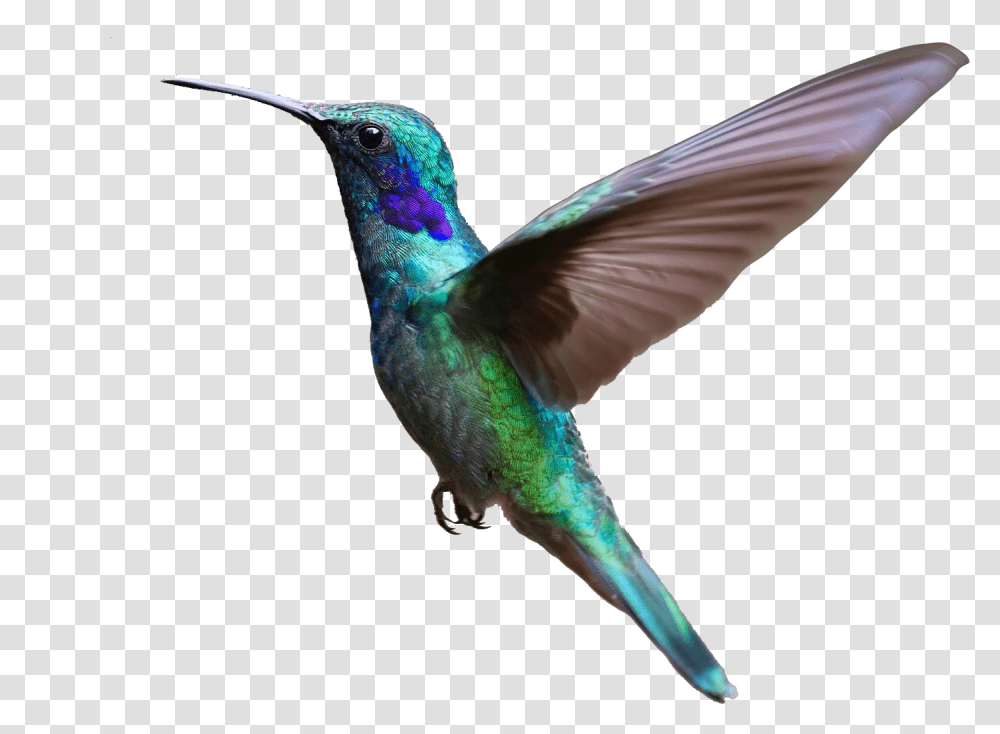 Hummingbird Clipart Purple Flying Bird Background, Animal, Bee Eater Transparent Png