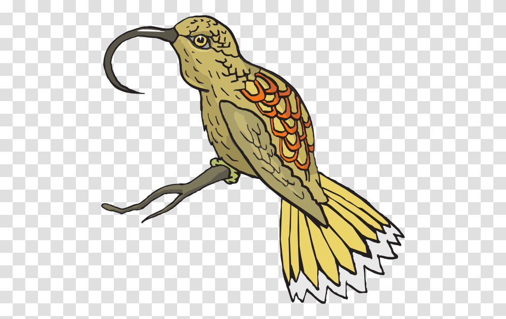 Hummingbird Clipart Sunbird Sunbird Clipart, Animal, Beak, Kiwi Bird, Anthus Transparent Png
