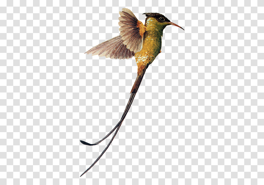 Hummingbird Download Image Swallow Tail Hummingbird, Animal, Bee Eater Transparent Png