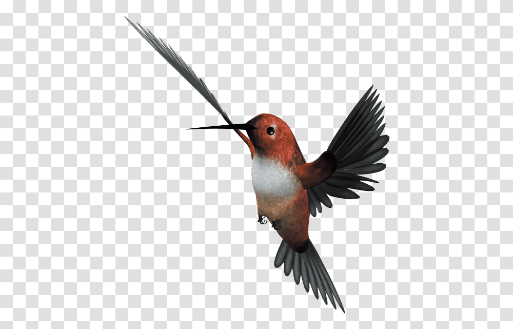 Hummingbird Flight Parrot Flying Bird Download 1042 Birds, Animal, Finch Transparent Png