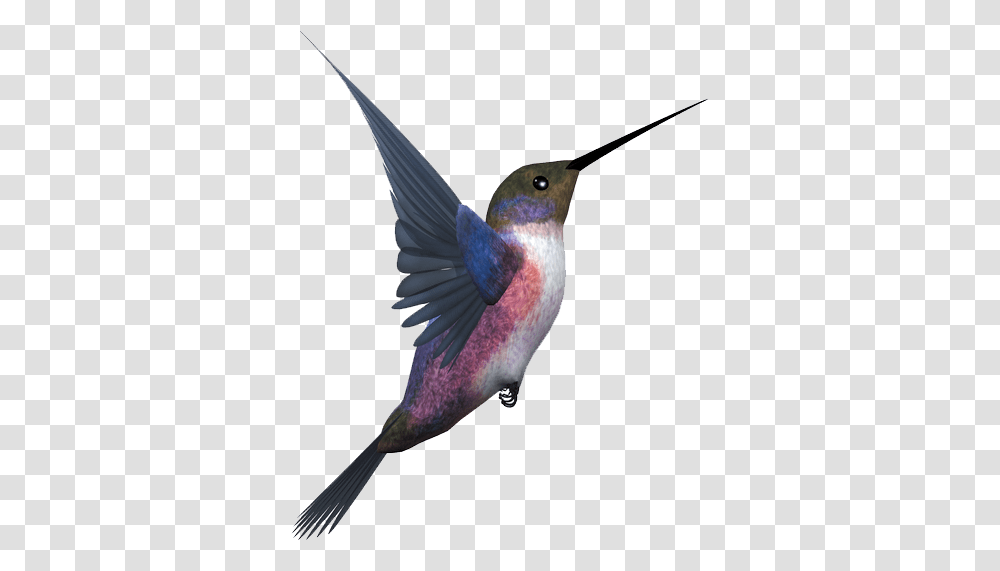 Hummingbird Flying Bird, Animal, Beak Transparent Png