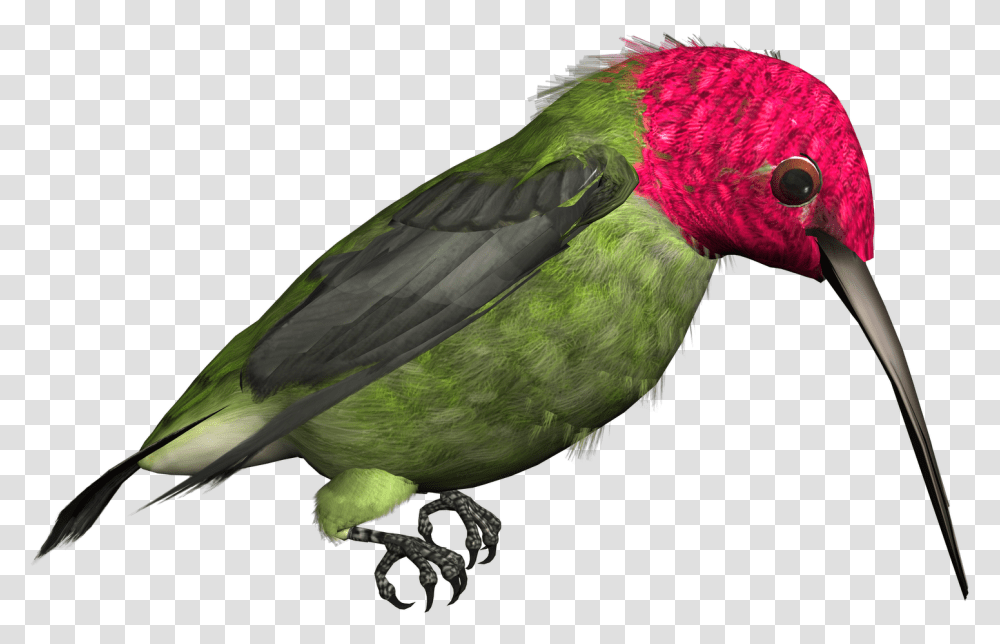 Hummingbird Free Download Bird Illustrations High Resolution, Animal, Parrot, Parakeet, Head Transparent Png