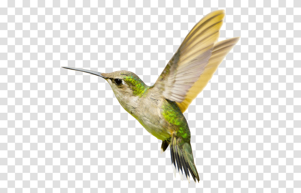 Hummingbird Free Images Hummingbird, Animal, Bee Eater Transparent Png