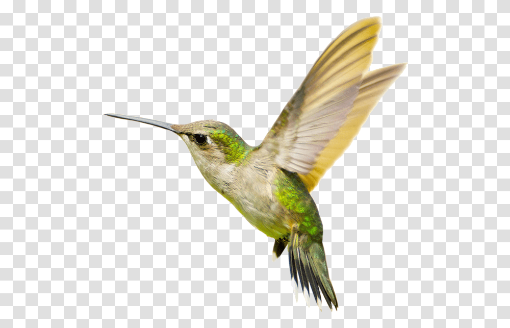 Hummingbird Free Images Hummingbirds, Animal, Bee Eater Transparent Png