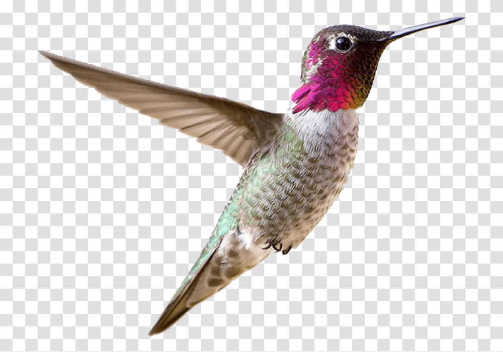 Hummingbird Free Small Bird, Animal, Bee Eater Transparent Png