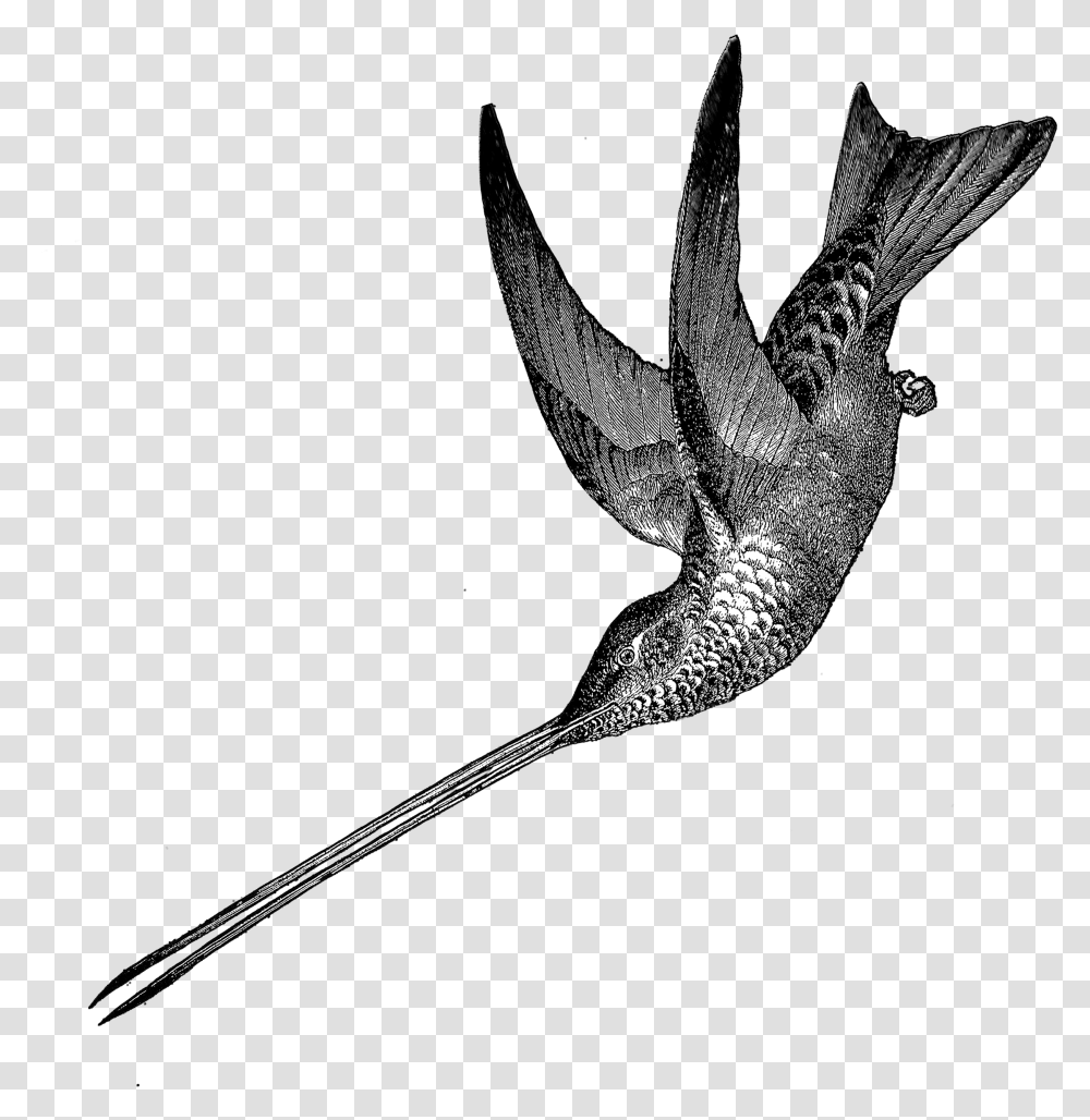 Hummingbird Free Vintage Clip Art Images Vintage Hummingbird Clipart, Animal, Sword, Weapon, Weaponry Transparent Png