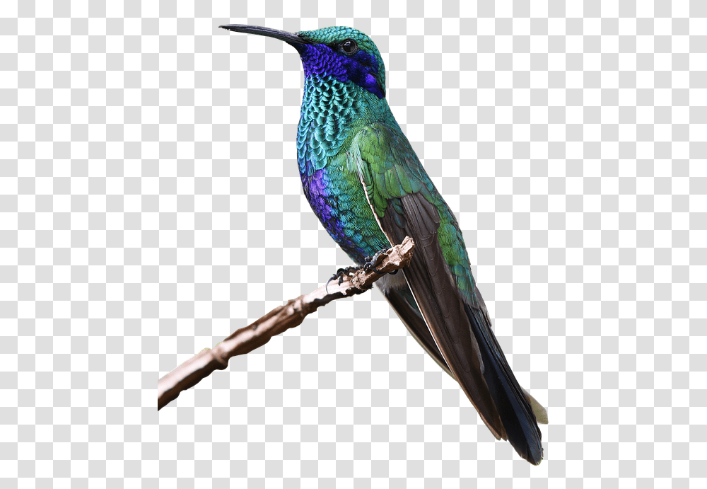 Hummingbird Hd Colorful Flying Birds, Animal, Bee Eater Transparent Png