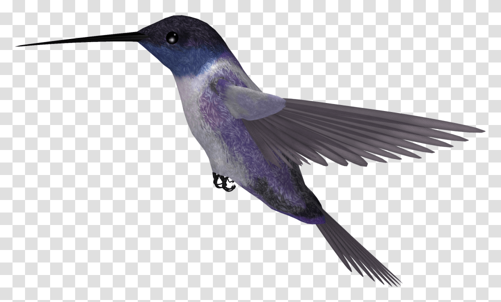 Hummingbird Humming Bird, Animal, Jay, Blue Jay, Bluebird Transparent Png