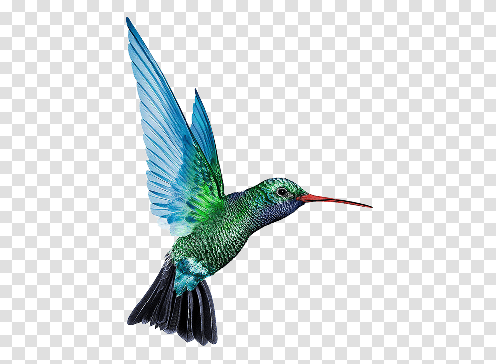 Hummingbird Humming Birds, Animal, Beak, Bee Eater, Flying Transparent Png