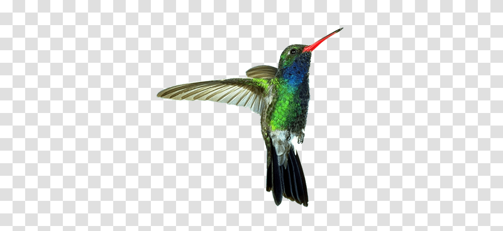 Hummingbird Humming Birds Background, Animal, Bee Eater, Flying Transparent Png