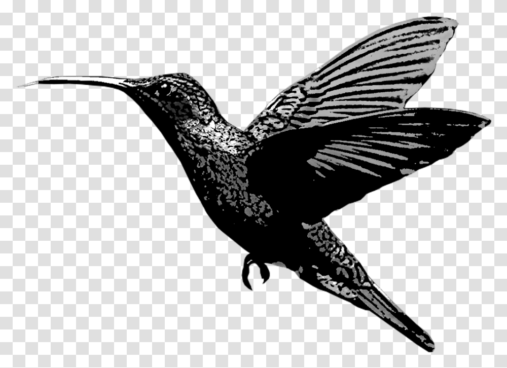 Hummingbird Hummingbird Background, Animal, Blackbird, Agelaius, Flying Transparent Png