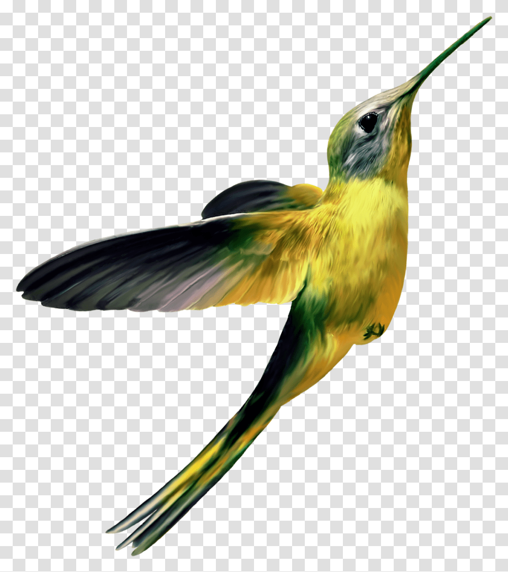 Hummingbird Hummingbird Yellow, Bee Eater, Animal, Beak Transparent Png