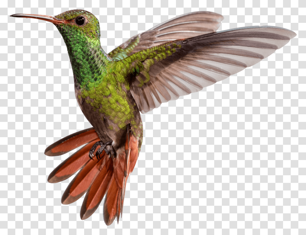 Hummingbird Hummingbirds, Animal, Bee Eater, Flying Transparent Png