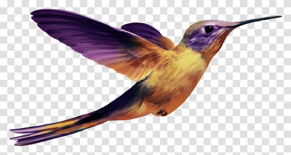 Hummingbird Image File, Animal, Bee Eater, Beak, Photography Transparent Png