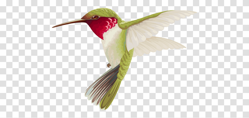 Hummingbird Image Hummingbird, Animal, Dove, Pigeon Transparent Png