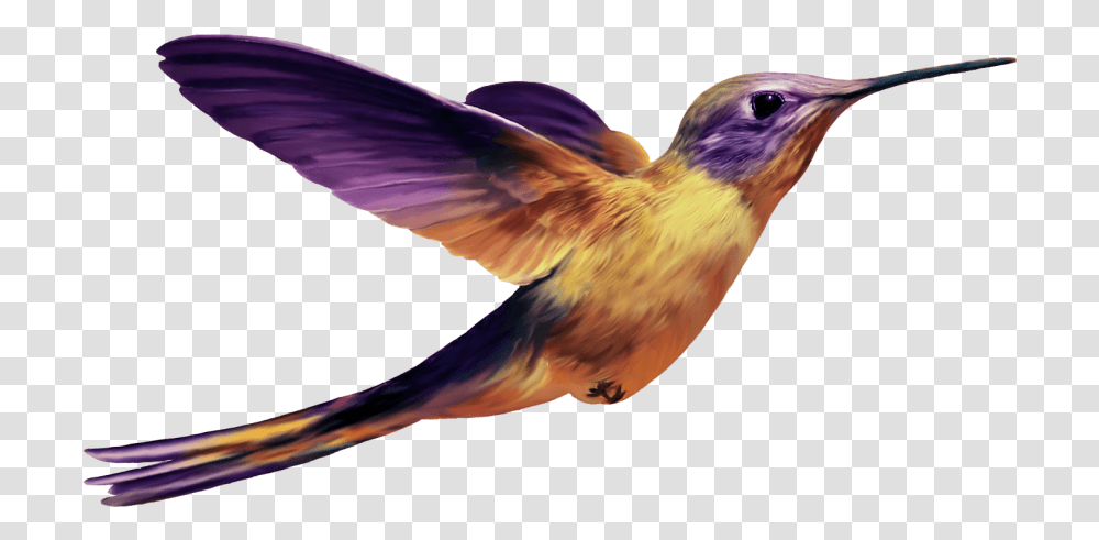 Hummingbird Images Backgrou Purple Hummingbird, Animal, Bee Eater, Beak, Finch Transparent Png