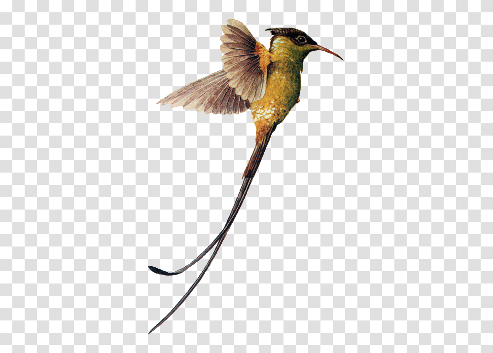 Hummingbird Images Free Download, Animal, Bee Eater Transparent Png