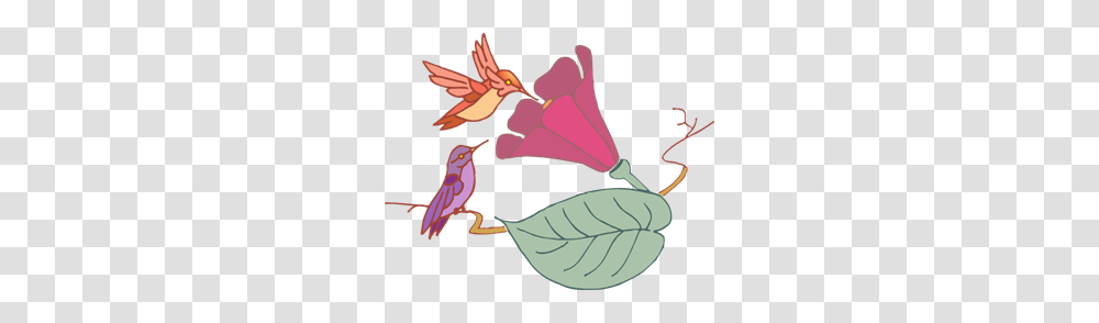 Hummingbird Images Icon Cliparts, Plant, Animal, Flower, Person Transparent Png