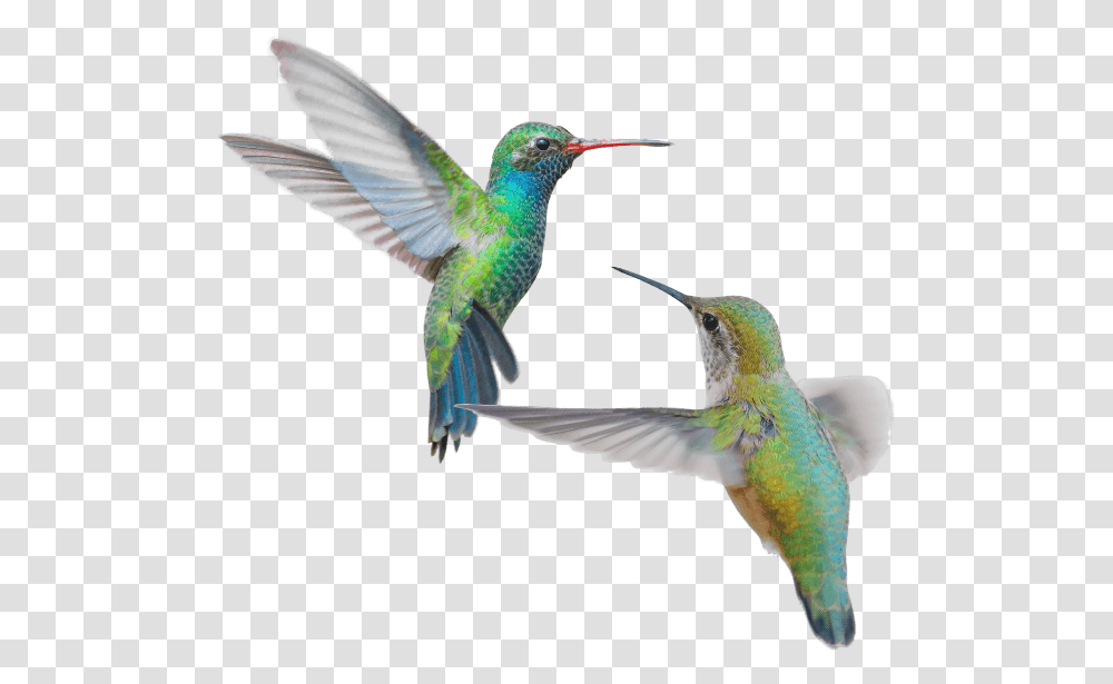 Hummingbird Media Web Design & Branding Collingwood Hummingbird On White Background, Animal Transparent Png
