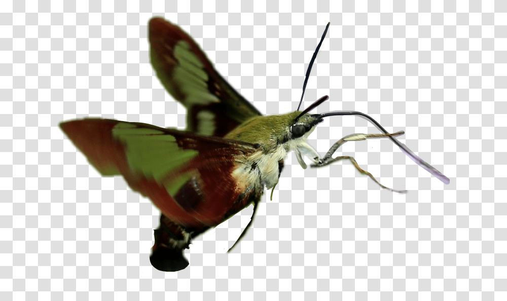 Hummingbird Moth Callophrys, Insect, Invertebrate, Animal, Butterfly Transparent Png