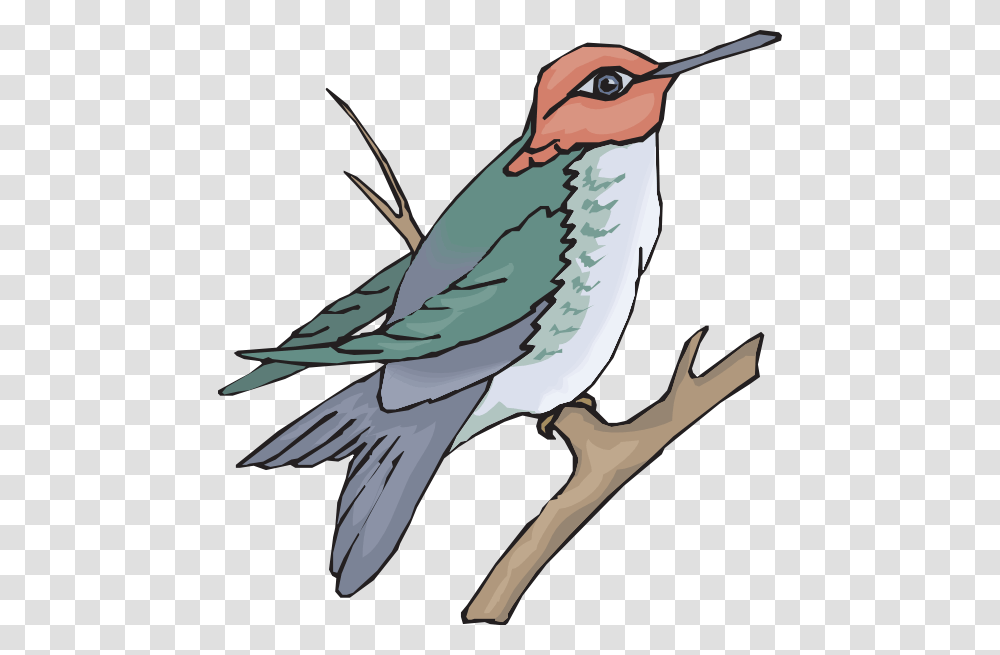 Hummingbird On A Branch Clip Art, Animal, Jay Transparent Png