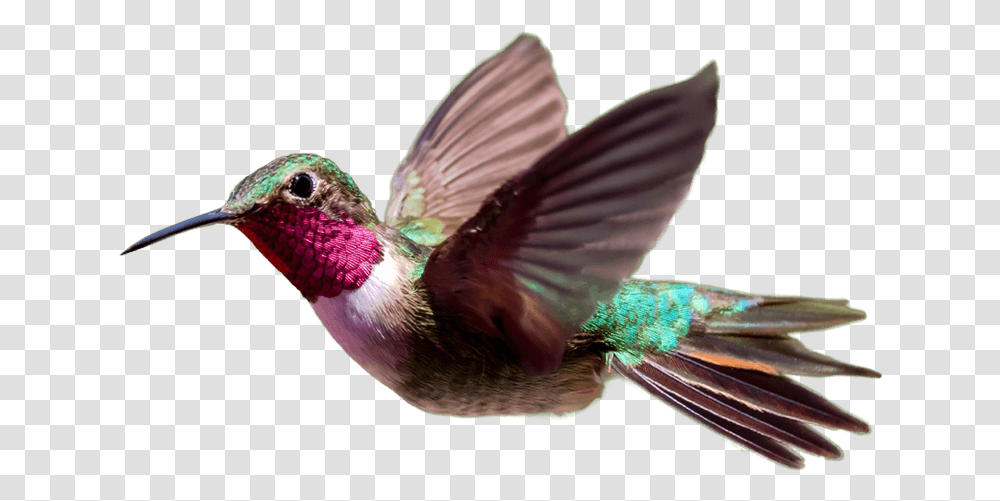 Hummingbird Photos Hummingbird, Animal Transparent Png