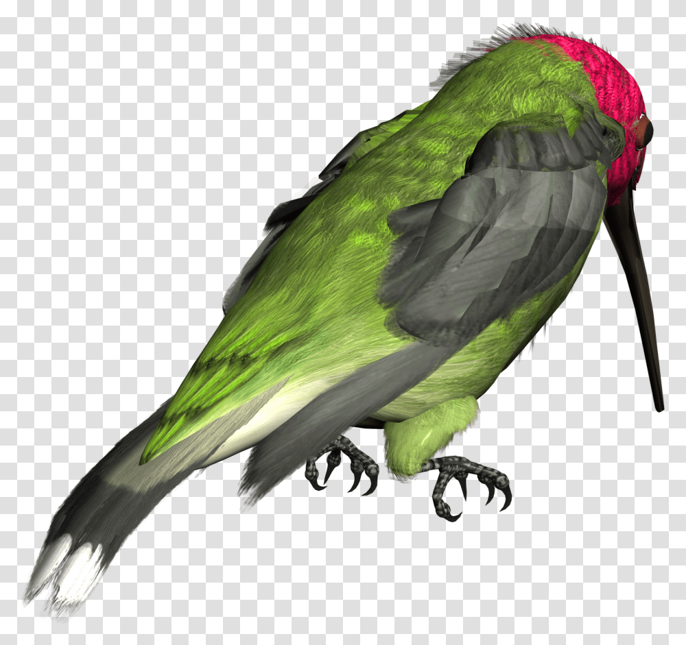 Hummingbird Picture, Animal, Parrot, Parakeet, Finch Transparent Png
