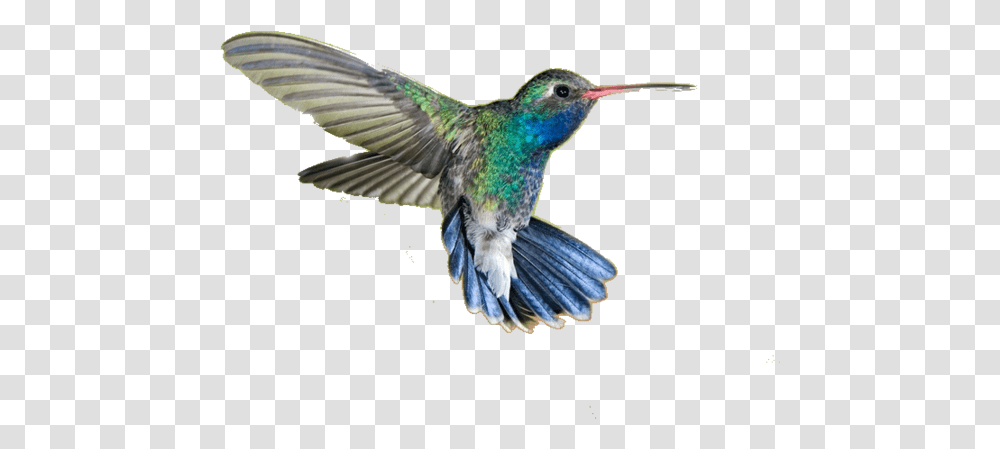 Hummingbird Picture Hummingbird Meaning In Hindi, Animal, Bee Eater Transparent Png