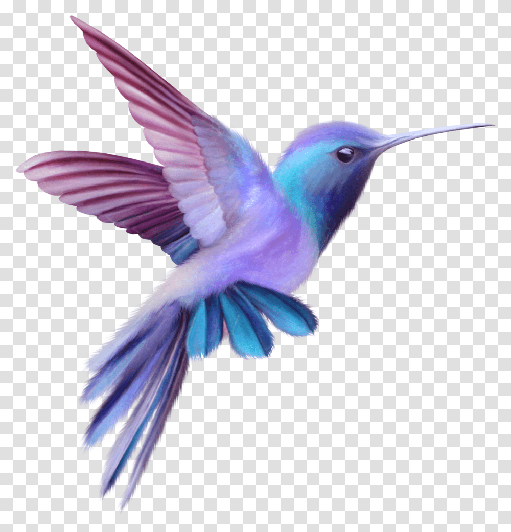 Hummingbird Pink And Purple Hummingbird, Bluebird, Animal, Jay, Blue Jay Transparent Png