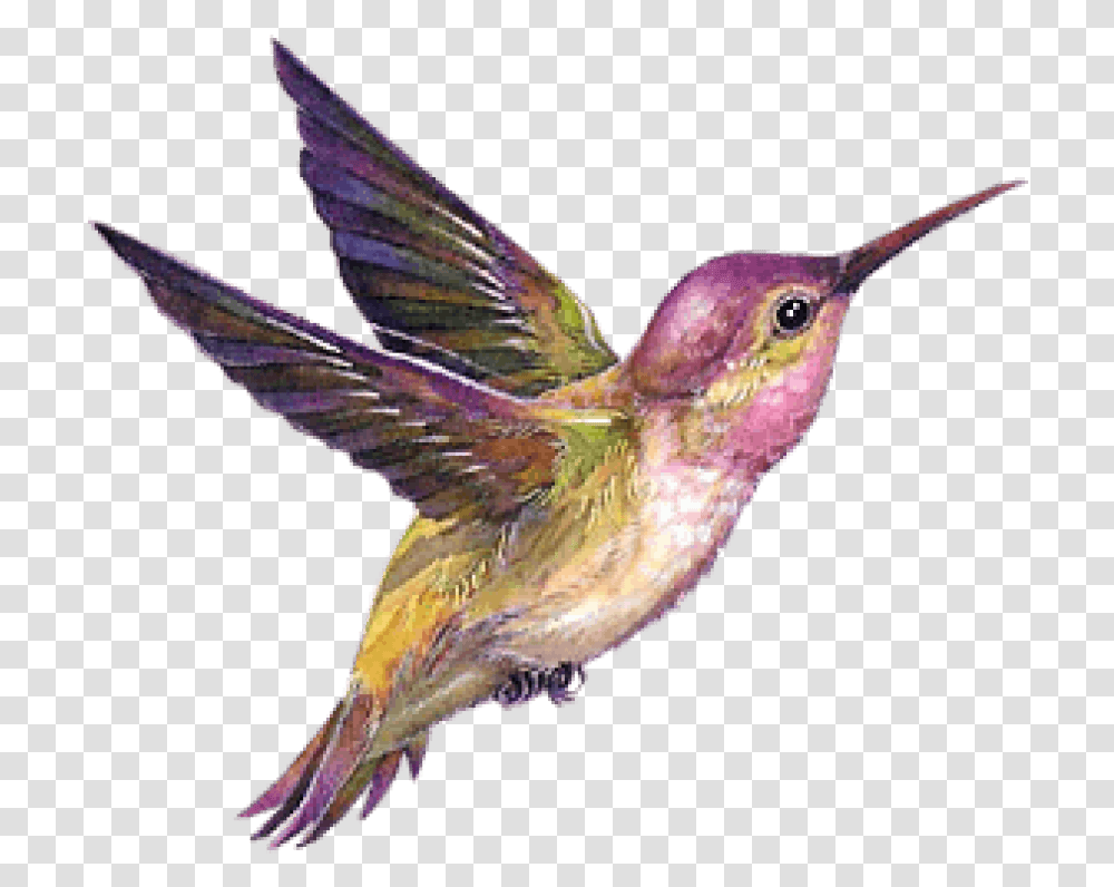 Hummingbird Portable Network Graphics Background Bird Gif, Animal Transparent Png