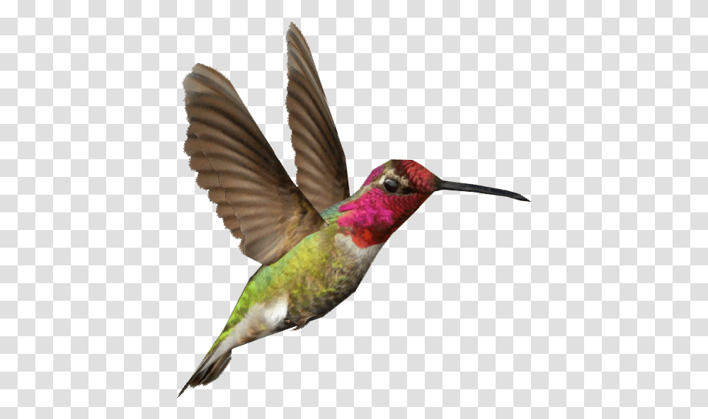 Hummingbird Ruby Throated Hummingbird No Background, Animal, Bee Eater Transparent Png