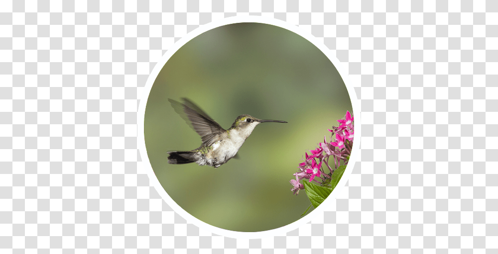 Hummingbird Sensory Garden Sound Garden Of The Senses Hummingbird, Animal Transparent Png