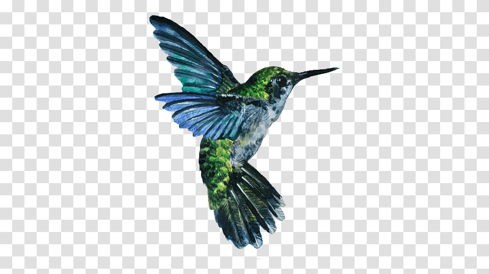 Hummingbird Tattoos Vector 7986 Transparentpng Hummingbird Drawing, Animal, Bee Eater, Jay Transparent Png