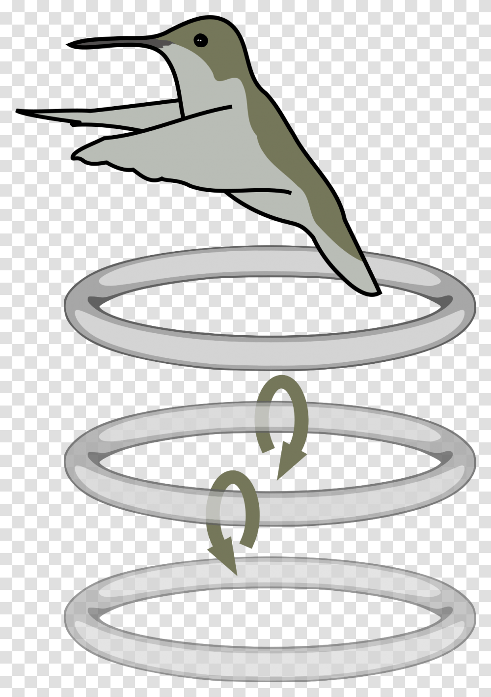 Hummingbird Wing Vortices, Spiral, Coil, Animal, Ring Transparent Png