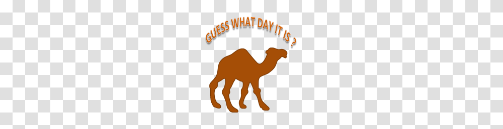Hump Day Guess What Day It Is, Camel, Mammal, Animal Transparent Png
