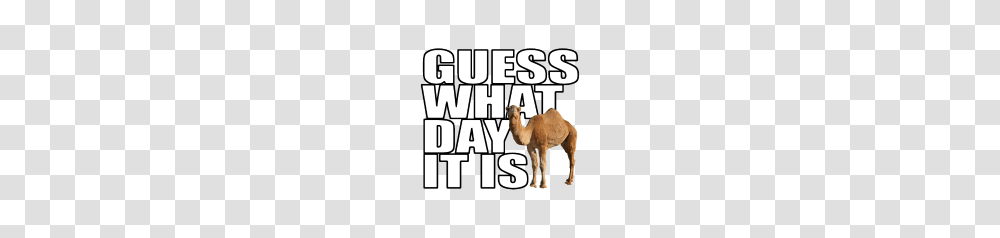 Hump Day Hd Hump Day Hd Images, Camel, Mammal, Animal, Flyer Transparent Png