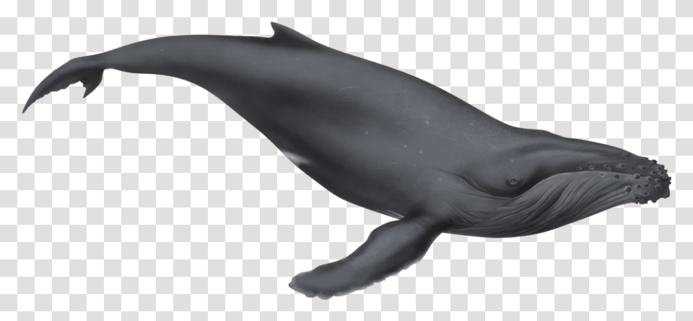 Humpback Whale Baby Whale White Background, Sea Life, Animal, Mammal, Bird Transparent Png