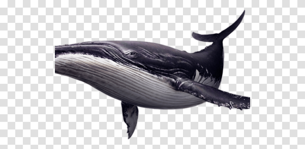 Humpback Whale Background, Mammal, Sea Life, Animal, Bird Transparent Png