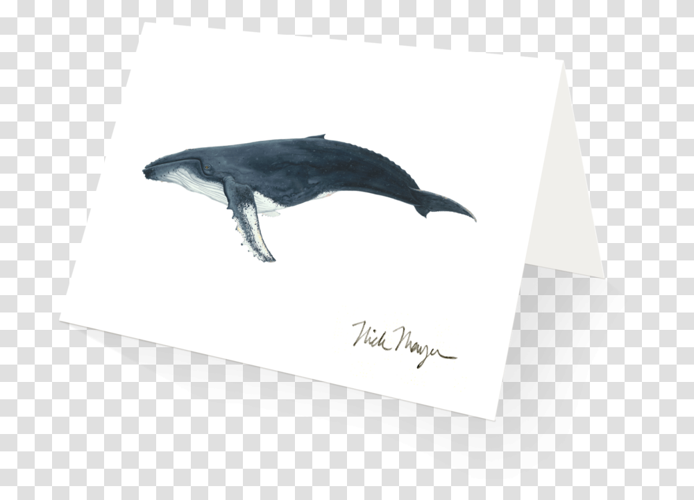 Humpback Whale Bottlenose Dolphin, Bird, Animal, Sea Life, Mammal Transparent Png