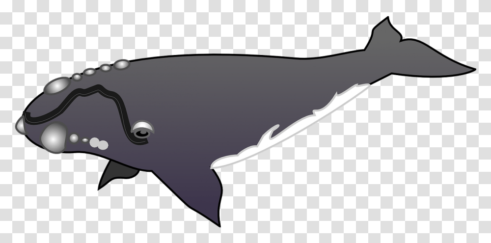 Humpback Whale Clipart Gray Whale Grey Whale Clip Art, Sea Life, Animal, Mammal, Dolphin Transparent Png