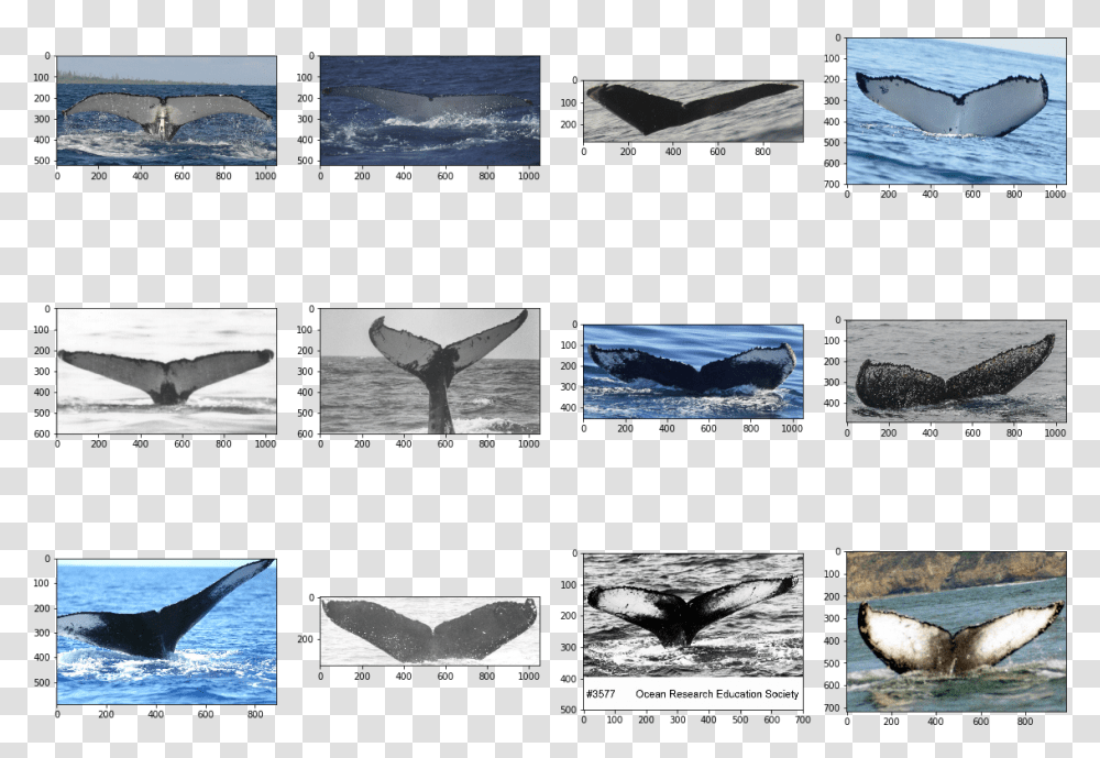 Humpback Whale Grey Whale, Collage, Poster, Advertisement, Bird Transparent Png