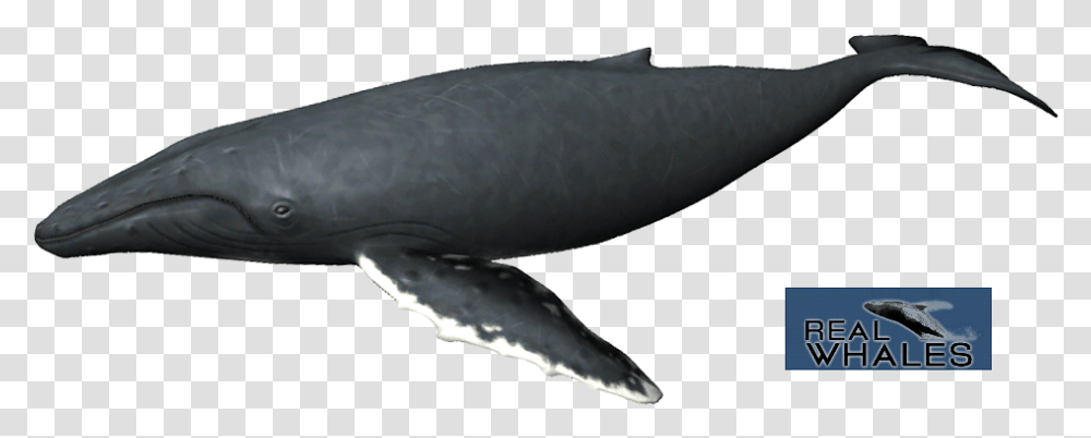 Humpback Whale Grey Whale, Mammal, Animal, Sea Life, Shark Transparent Png