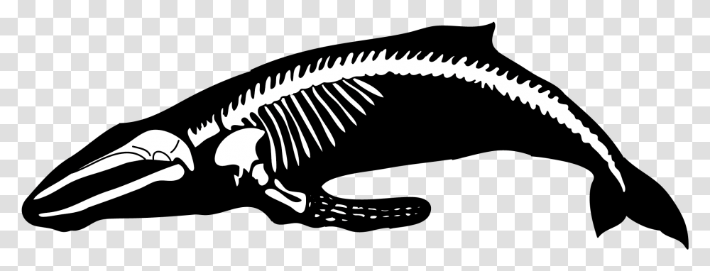 Humpback Whale Human Skeleton Blue Whale Whale Bones Clip Art, Animal, Dinosaur, Reptile Transparent Png