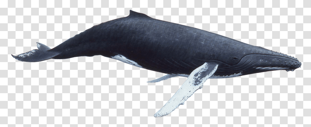 Humpback Whale Humpback Clipart Whale, Sea Life, Animal, Mammal, Shark Transparent Png