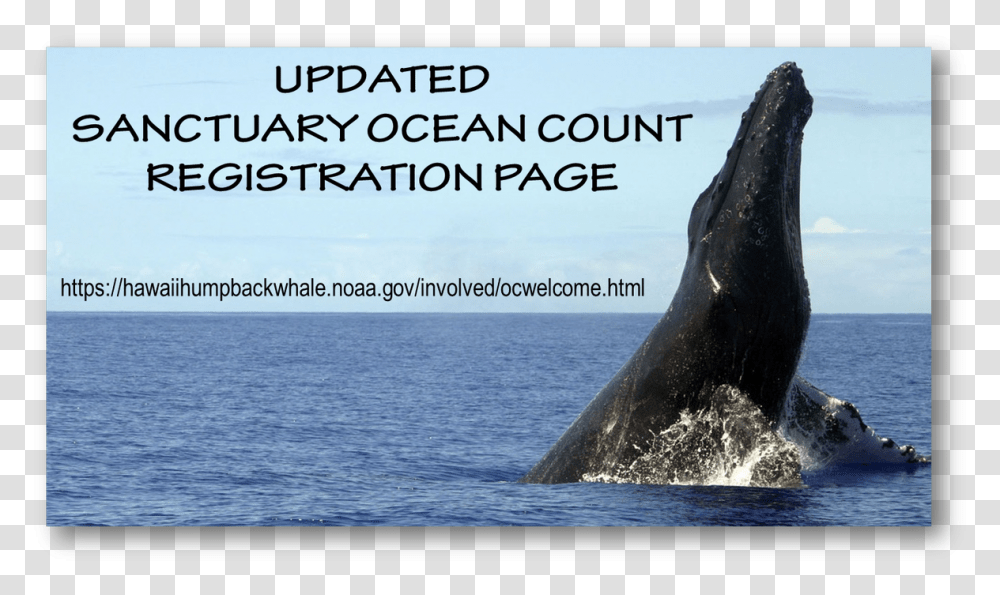 Humpback Whale, Mammal, Sea Life, Animal, Bird Transparent Png