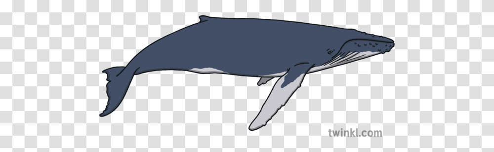 Humpback Whale Marine Wildlife Ocean Mammal Open Eyes Animal Ks1 Kahu Riding The Whale, Sea Life, Orca, Killer Whale, Airplane Transparent Png