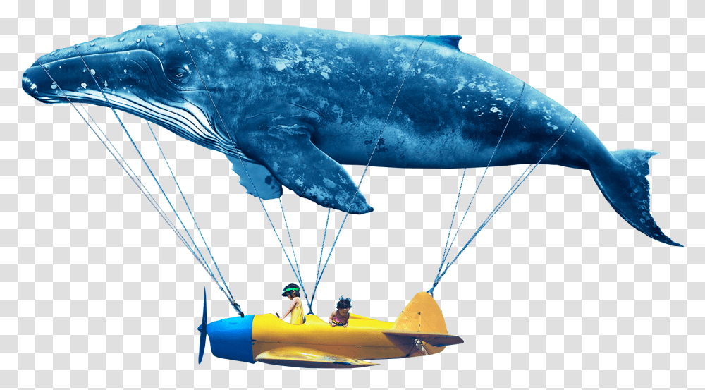 Humpback Whale, Person, Human, Animal, Sea Life Transparent Png