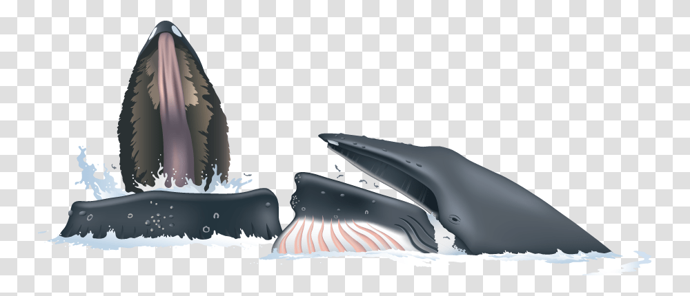 Humpback Whale, Sea Life, Animal, Mammal, Dolphin Transparent Png