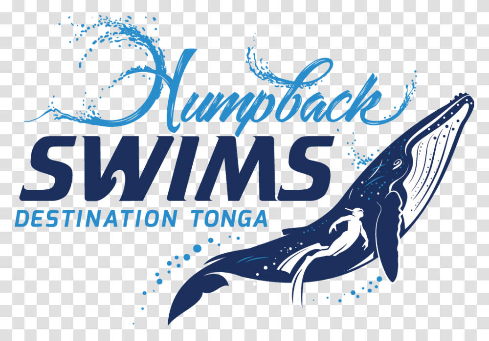 Humpback Whale, Sea Life, Animal, Mammal, Poster Transparent Png