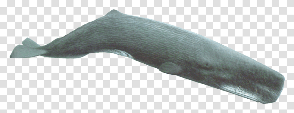 Humpback Whale Sperm Whale Background, Animal, Invertebrate, Slug, Axe Transparent Png